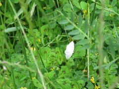 Protitame subalbaria