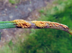 Puccinia hysterium