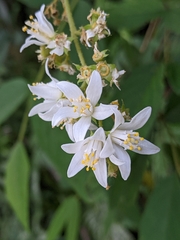 Deutzia cordatula