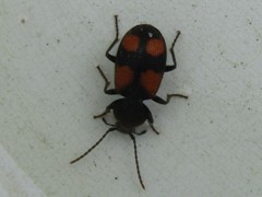 Panagaeus bipustulatus