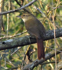 Syndactyla rufosuperciliata