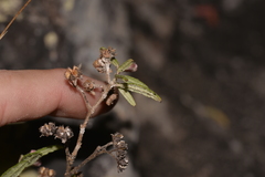 Commersonia breviseta