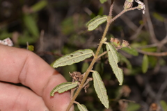 Commersonia breviseta