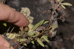 Commersonia breviseta