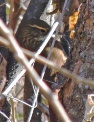 Syndactyla rufosuperciliata