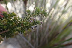 Erica arenaria