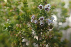 Erica arenaria