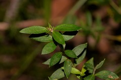 Westringia amabilis