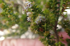 Erica arenaria