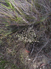 Cryptandra hispidula