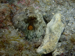 Octopus vulgaris
