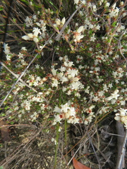 Cryptandra hispidula