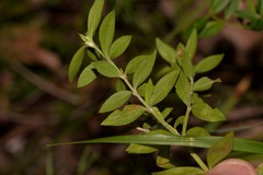 Westringia amabilis