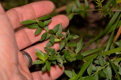 Westringia amabilis
