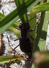 Cicindela scabrosa