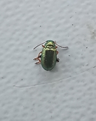 Crepidodera aurata