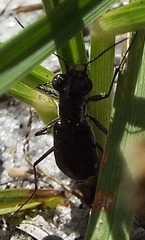 Cicindela scabrosa