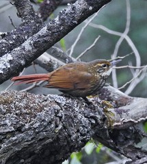 Syndactyla rufosuperciliata