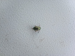 Crepidodera aurata