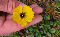 Tuberaria globulariifolia
