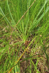 Puccinia hysterium