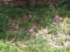 Angiospermae