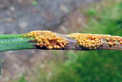 Puccinia hysterium