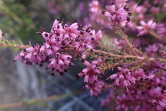 Erica radicans