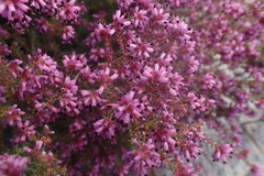 Erica radicans