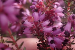 Erica radicans