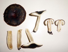 Russula acrolamellata