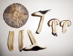 Russula acrolamellata