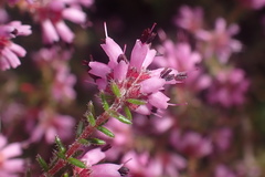 Erica radicans