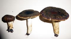 Russula acrolamellata