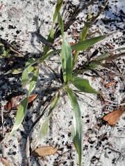 Pityopsis latifolia image