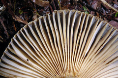 Russula acrolamellata