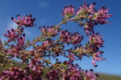 Erica radicans