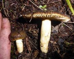 Russula acrolamellata