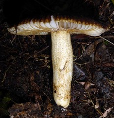 Russula acrolamellata