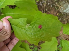 Macrodiplosis niveipila