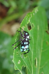 Pachyrhynchus sarcitis