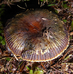 Russula acrolamellata