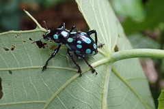 Pachyrhynchus sarcitis