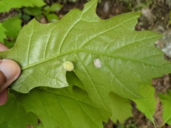 Macrodiplosis niveipila