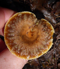 Russula acrolamellata