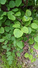 Puccinia cymbiformis