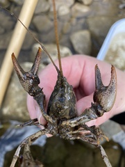 Cambarus carinirostris