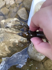 Cambarus carinirostris
