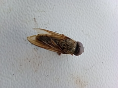 Diptera