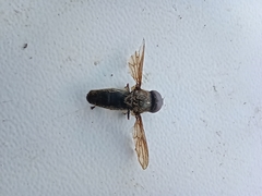 Diptera